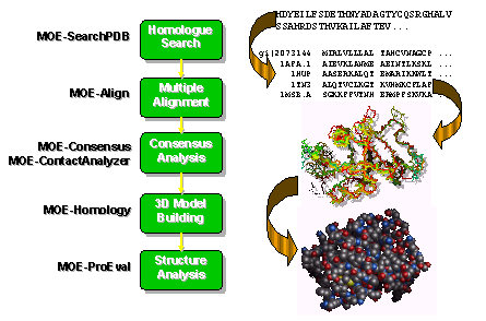 Protein Homology