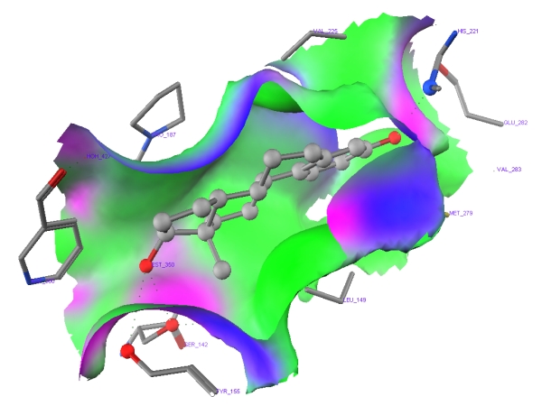 Cutaway View of 1FDT Pocket with Estradiol Bound